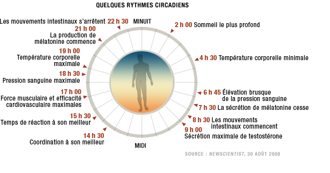 rythme circadien